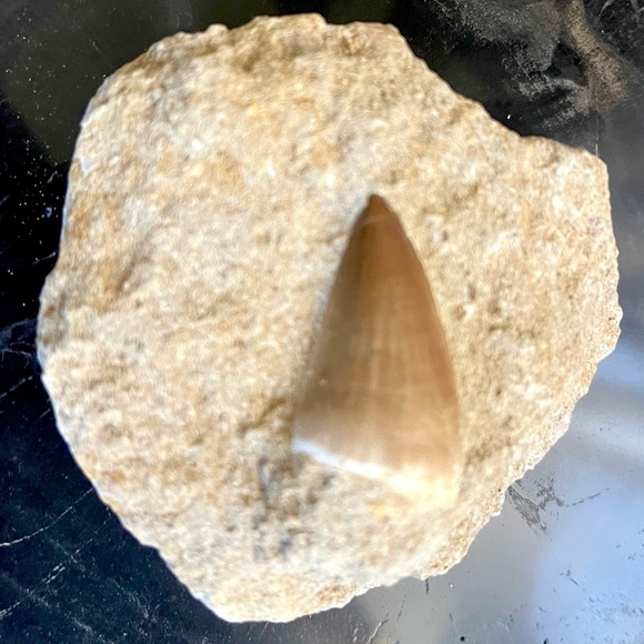 Fossil - Mosasaurus tooth fossil - Picture 4 of 8